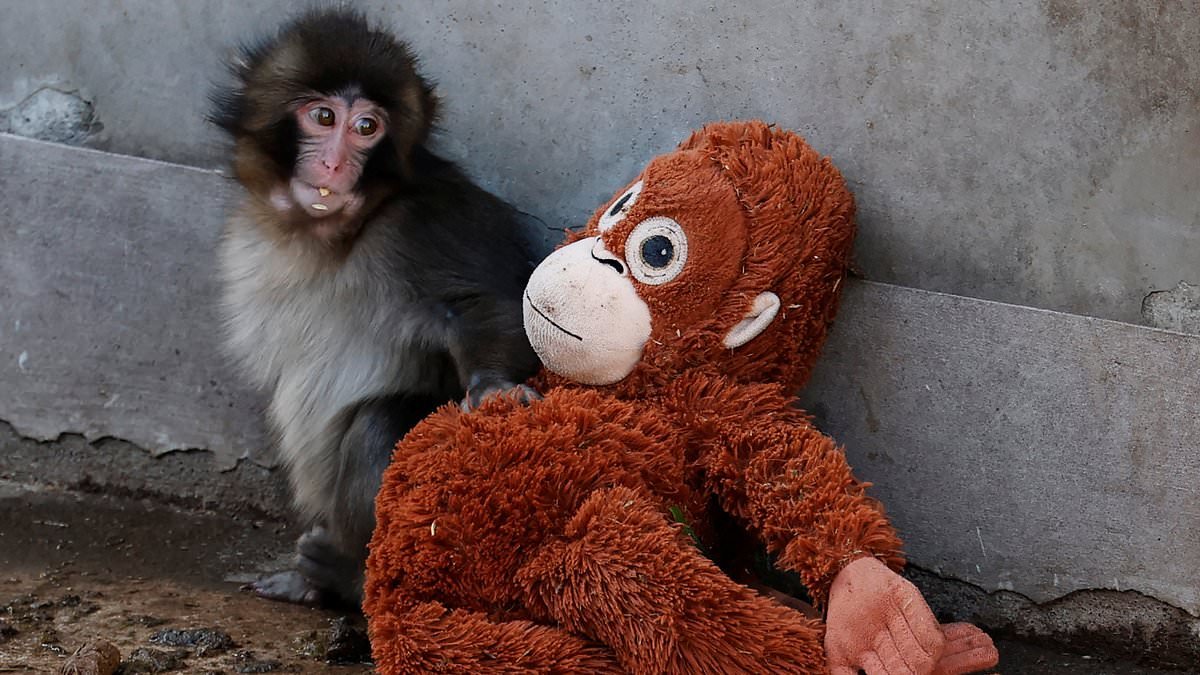 Sad truth about Punch the monkey: He's become a viral sensation. Now FRED KELLY tells why he was rejected by his mother, story of the soft toy he can't be parted from... and what's behind the horrifying attacks from his troop