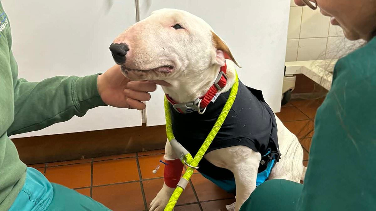 English bull terrier makes miraculous recovery after swallowing a 1.5in razor blade as he rummaged in a bin for a sausage sandwich