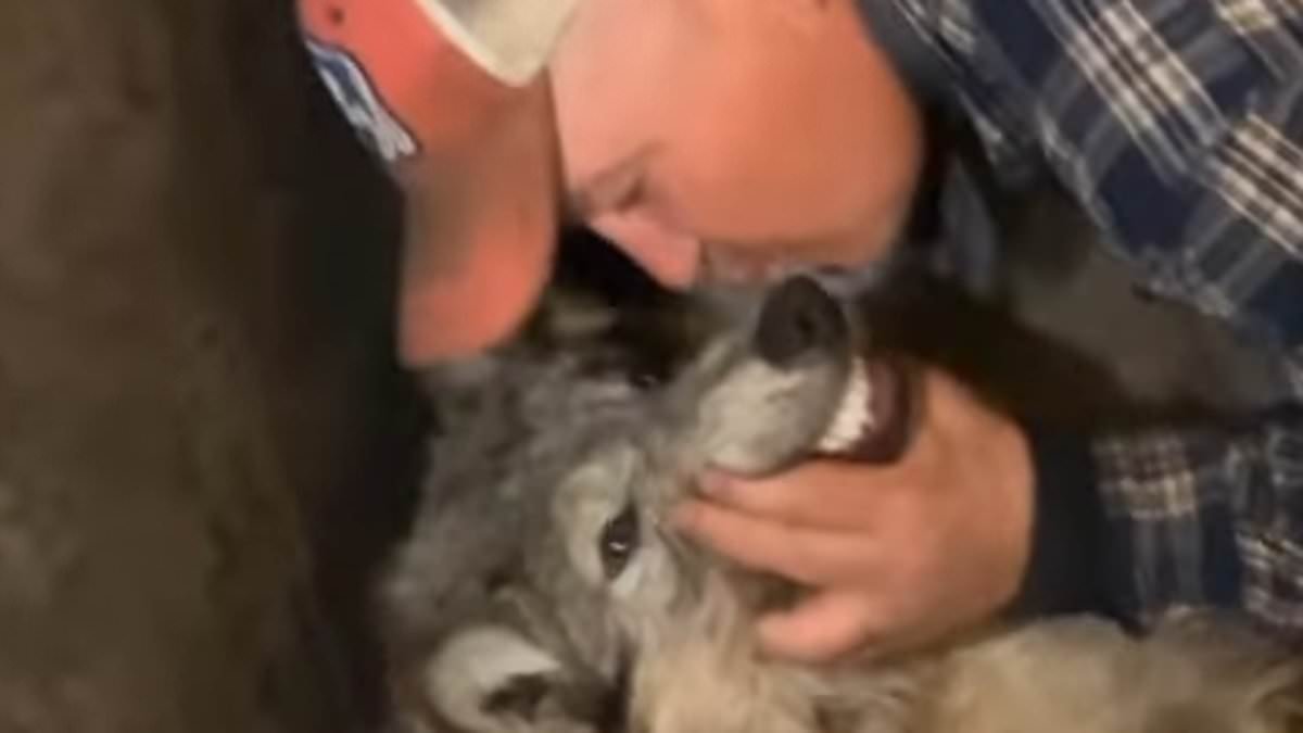 Wyoming town erupts in fury as rancher who tortured and paraded wolf around his local bar gets sweetheart plea deal