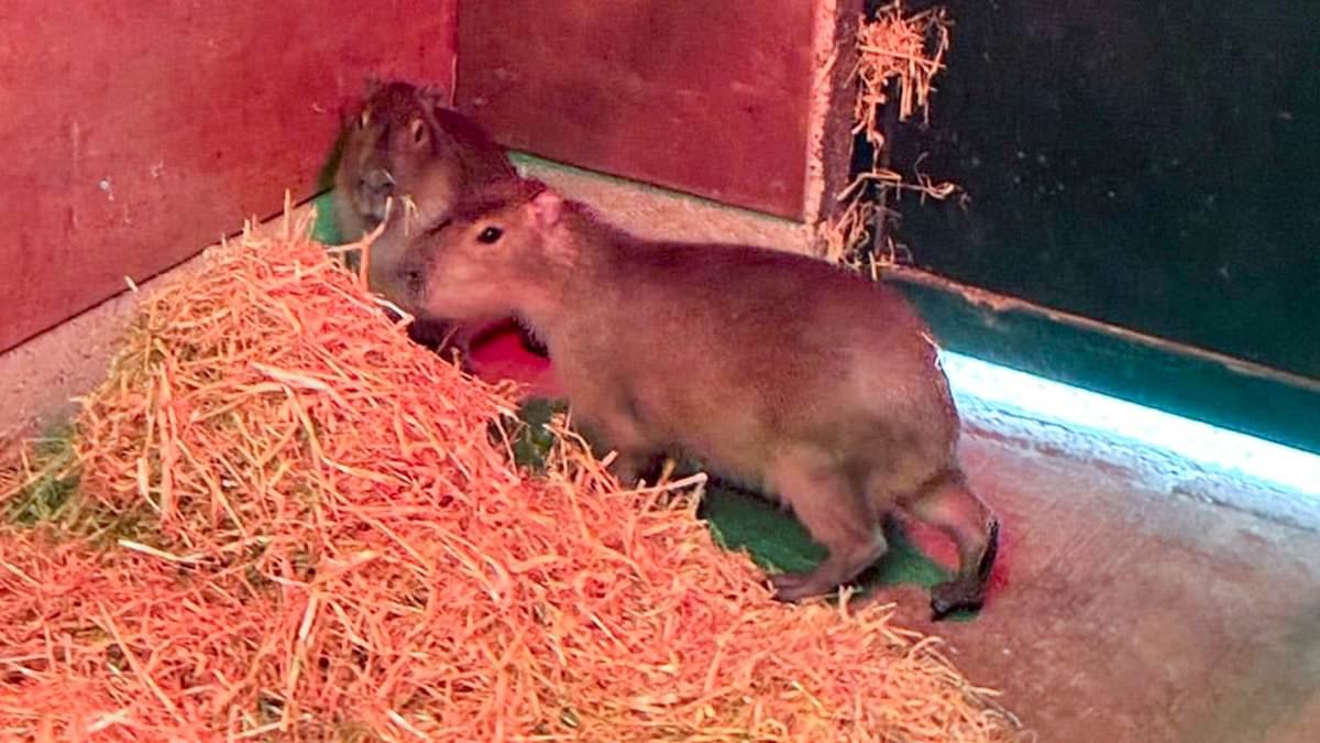 On the trail of Samba, the escapee capybara: JANE FRYER joins worried zoo staff and delighted locals to find the missing animal... and reveals the real reason she is proving so hard to catch