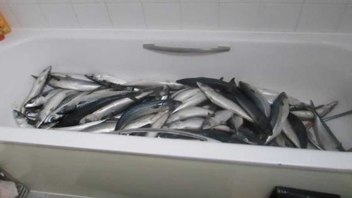 Businessman who supplied ready meals to supermarkets stored fish in a BATH next to toilet