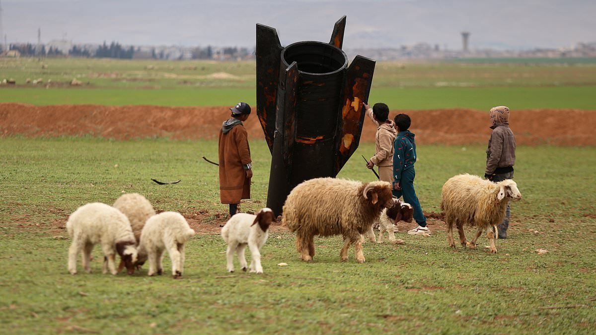 Flock and awe! Missile lands in Syrian sheep field to the bemusement of locals and their animals