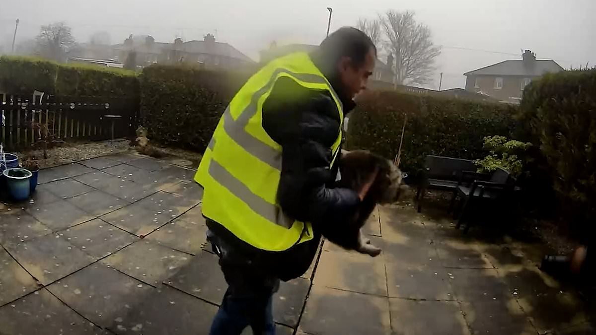 That's a cat with nine lives! Family pet 'stolen by brazen Amazon delivery driver' in broad daylight turns up safe