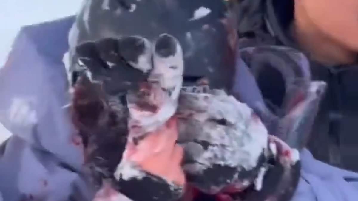 Moment skiing tourist is attacked and seriously injured by a snow leopard while trying to take a selfie with the rare beast