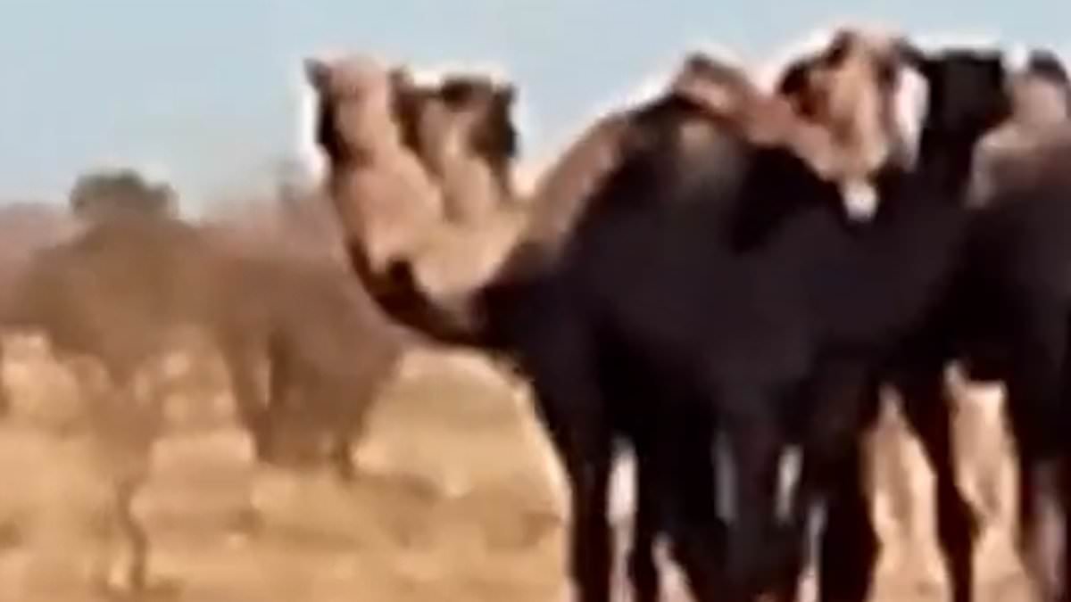 Moment 1,000 feral camels rampage through Australian outback town in search of water