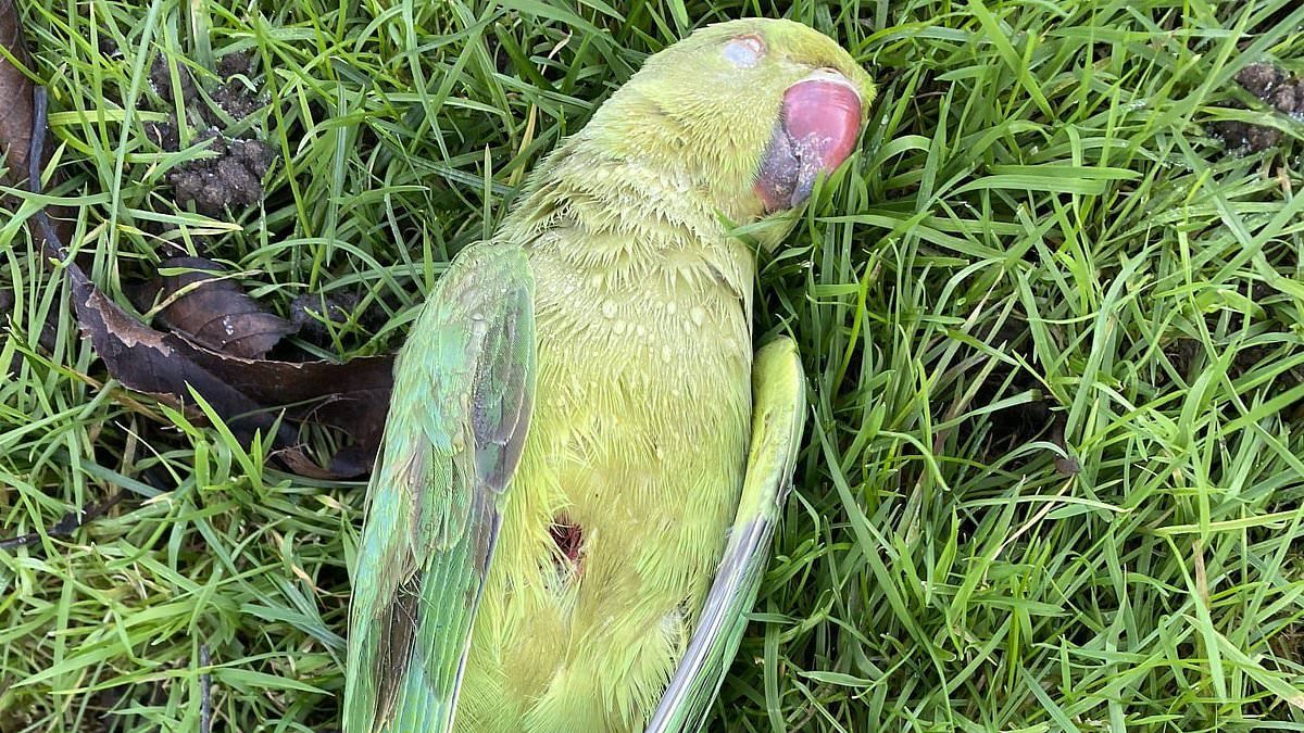 Gangs of thugs killing wildlife in leafy London borough by catapulting ice cubes at birds so the evidence melts