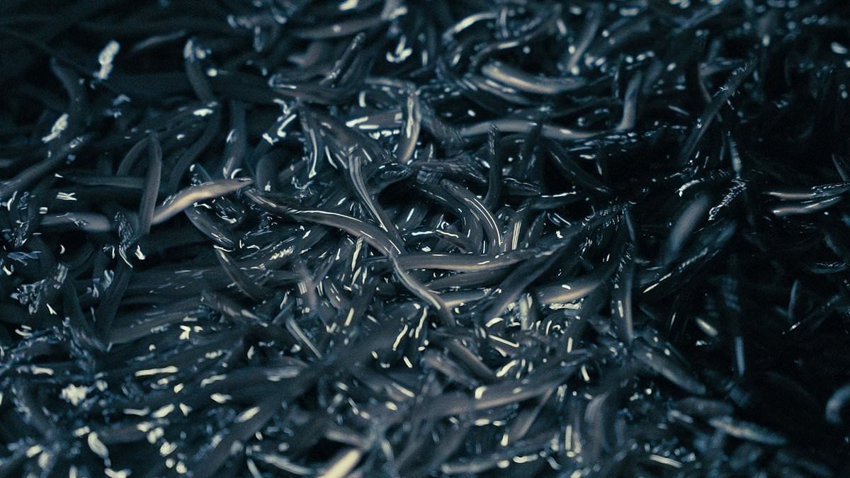 The secretive 'cocaine of the sea' trafficking gangs: How Hong Kong triads are smuggling endangered European glass eels into Asia to sell on black market for huge profits