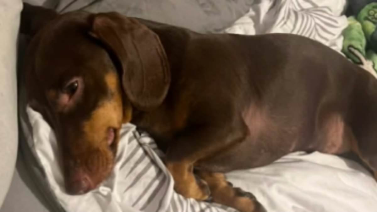 My dachshund George almost died after eating dead mice the council poisoned... then left to rot