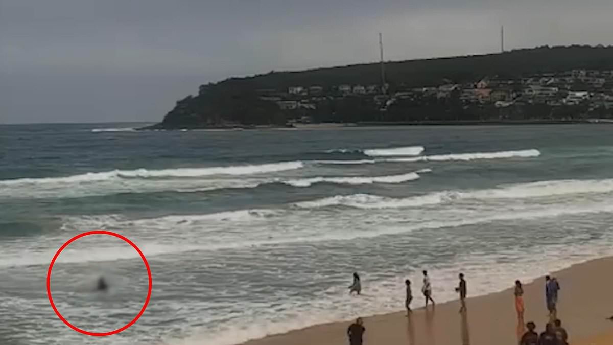 Sydney shark horror as three people are attacked in two days including boys aged 11 and 12 with beaches placed on lockdown