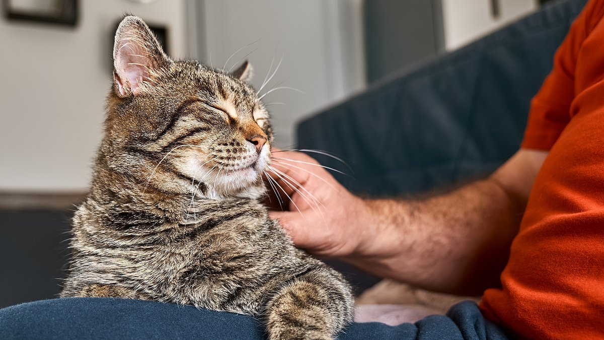 Cats turn their noses up at being helpful with humans... and THIS is why they won't lift a paw