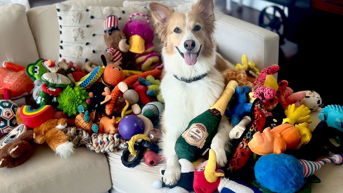 Shall we go for a W-A-L-K? Dogs really do eavesdrop on their owners, scientists reveal