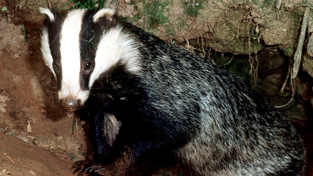 Motorists are forced to take a 36-mile detour after mating badgers caused roadworks delays