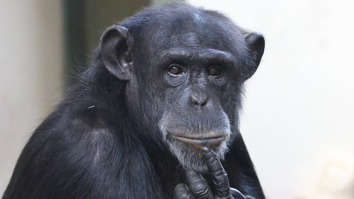 Abused baby chimp Trudy who was saved in 1998 with help from the Mail celebrates 30th birthday
