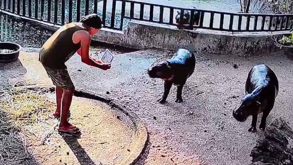 Moo Deng has a stalker! Man is arrested after being caught climbing into viral pygmy hippo's enclosure