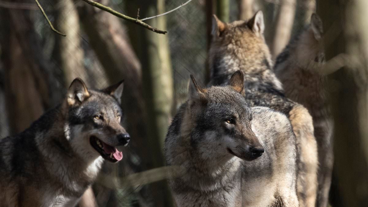 Conservation charity says it is 'deeply concerned' about 'disastrous' euthanising of entire pack of wolves at UK wildlife park