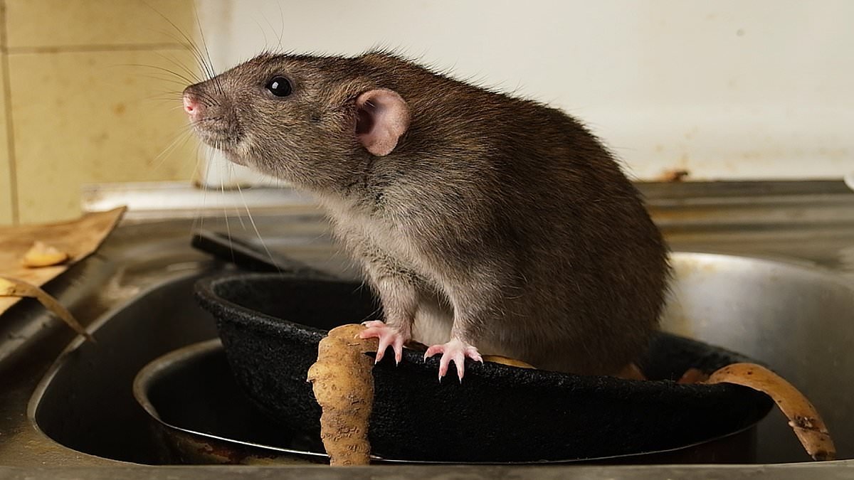 How I finally rid my countryside home of rats - for GOOD: As wet weather brings out unwanted rodent guests, how to tell if that scratching in your attic is a mouse... or something much worse