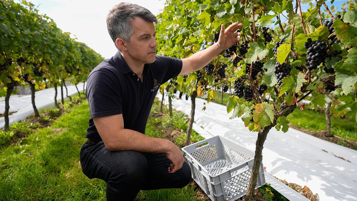 British wine production soars as hot and dry summer bears fruit with bumper crop of 16.5million bottles