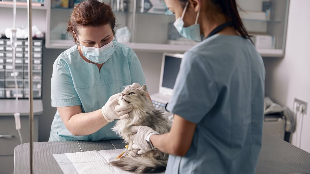 Castrate your ex for £10! RSPCA's neutering scheme where you can rename a stray cat after a love rat