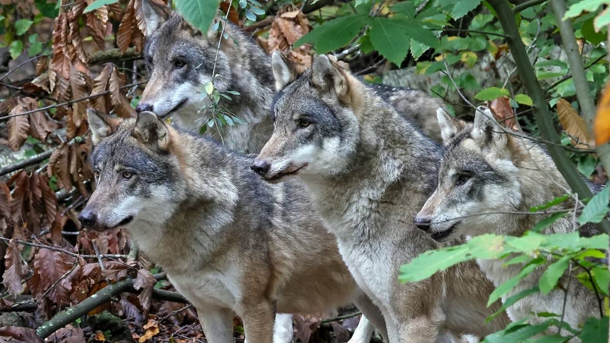 'I found out my wolves were dead through Google': Furious adopters claim they weren't warned before an entire pack was euthanised in Canterbury - as petition reaches 16,500 signatures