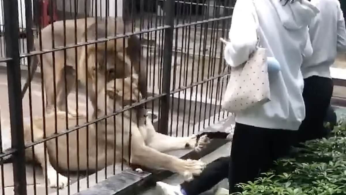 Horrifying moment 10-year-old girl is grabbed and mauled by lion while feeding it through bars at Chinese zoo