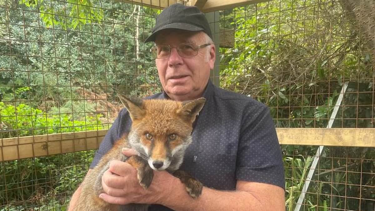 Fox lover is told to kick furry friends out of his home after neighbour complained about the noise and smell