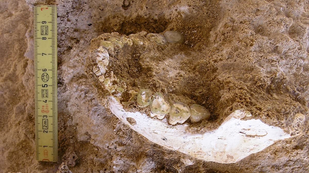 Evolution debate reignited after 'missing link' found in 700,000-year-old human remains