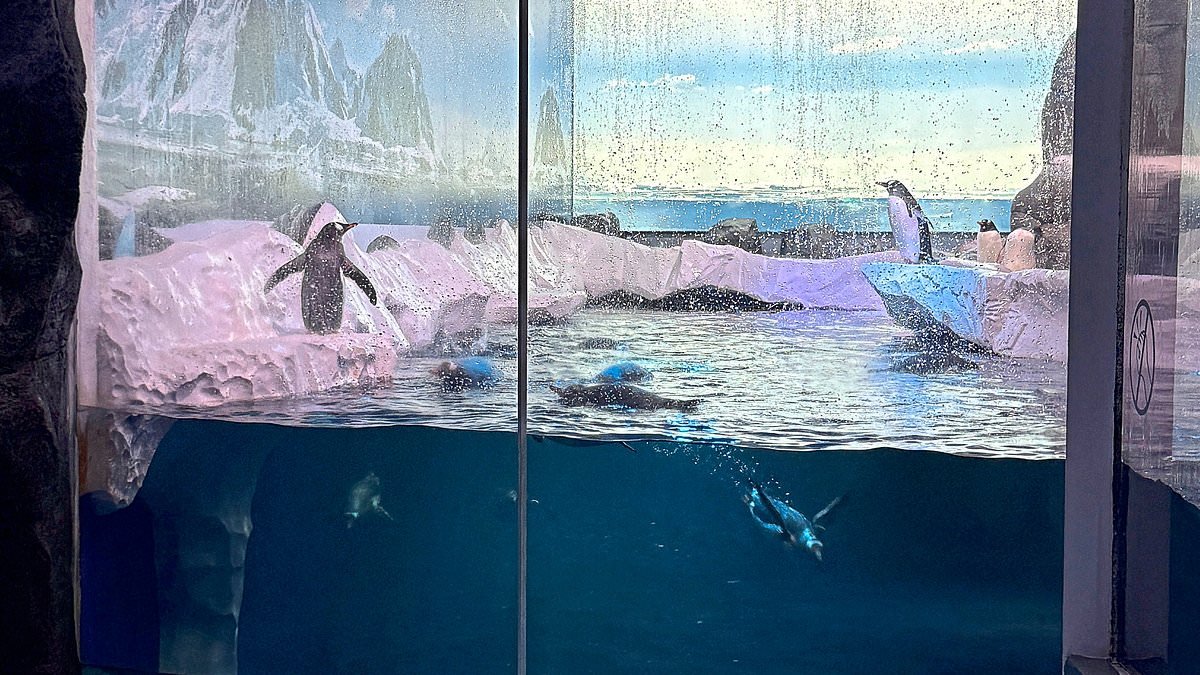 Cruel fate of the penguins trapped in London basement who NEVER see sunlight or fresh air: It's a scandal that will enrage animal lovers, says LIZ JONES. This is the heartless story of company raking it in from them... and how YOU can help end their misery