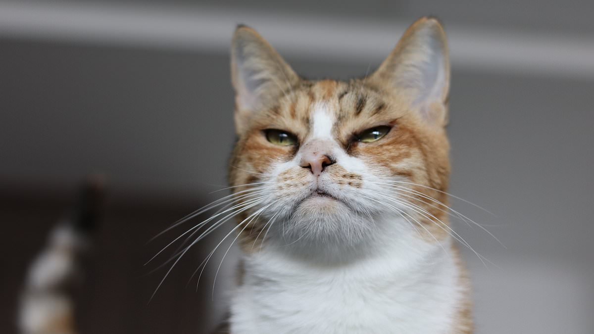 Face it, your cat doesn't care about you: Felines are more independent than dogs - and don't need their owners emotionally at ALL, study finds