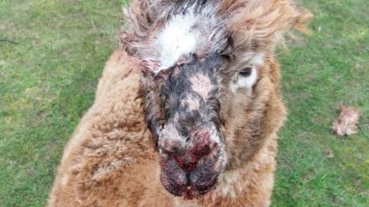 Four alpacas mauled to death and two left injured by Rottweilers at farm