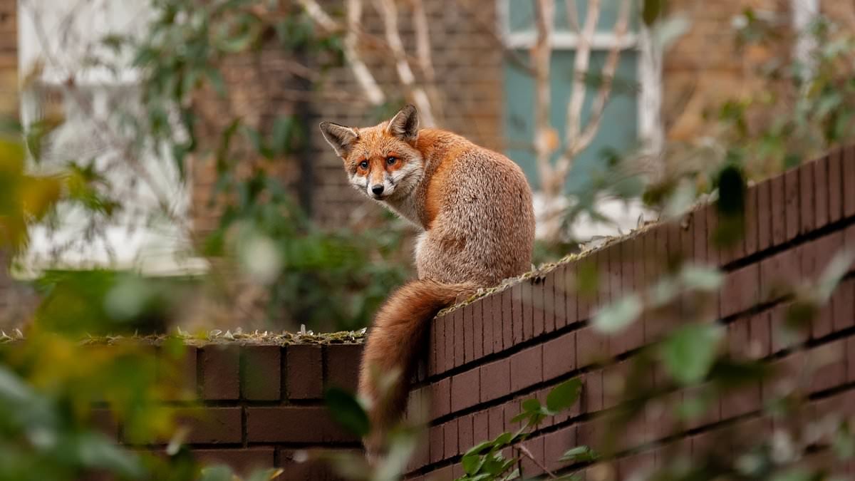 Pest expert reveals how to keep foxes out of your garden for good as breeding season gets underway amid an INVASION in London