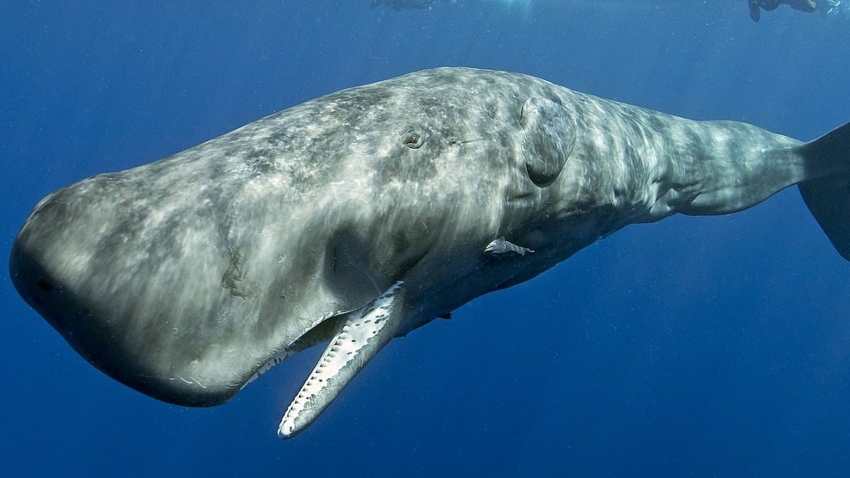 Sperm whale 'language' is just like human speech, scientists say
