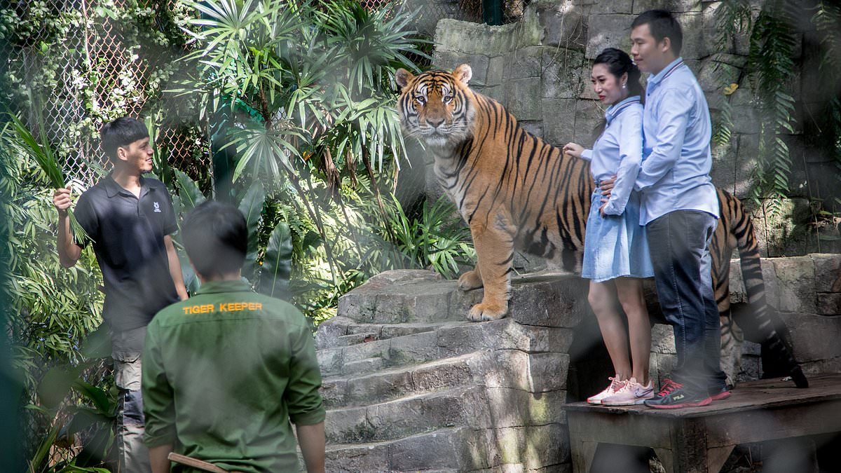 Mystery as 72 tigers suddenly die at Thai tourist park where visitors can touch the animals