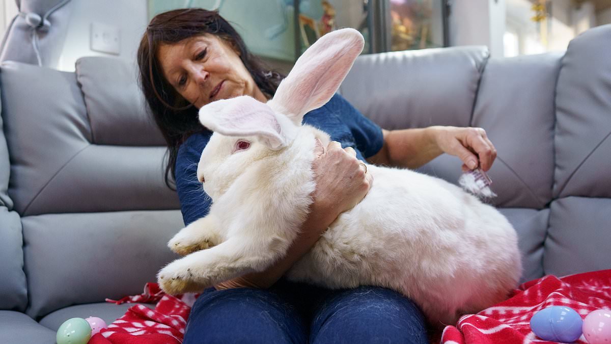 Hare-cules! Giant Easter bunny Junior weighs a colossal 21lbs... but studies find that owning a rabbit drastically increases your risk of insomnia