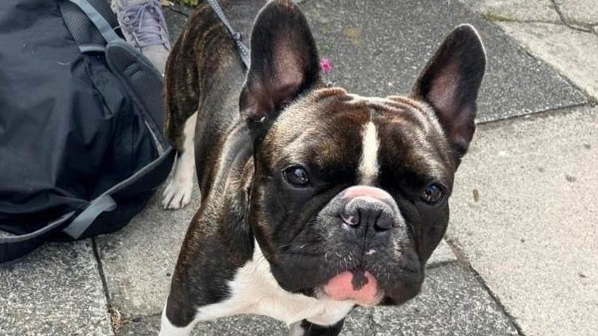 Van driver who blamed crash on his French bulldog Reggie chewing through handbrake admits driving without due care and attention