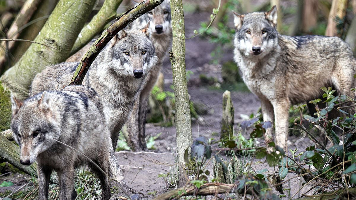 Boss of Kent wildlife park which put down entire wolf pack says they may never keep wolves again after their aggression 'exploded' and euthanasia became 'the only option'