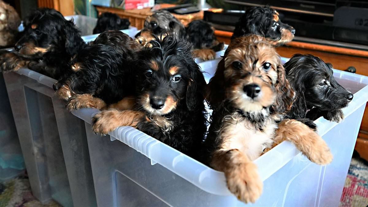 Family stunned as their dog gives birth to record-breaking 17 puppies after 13-hour labour