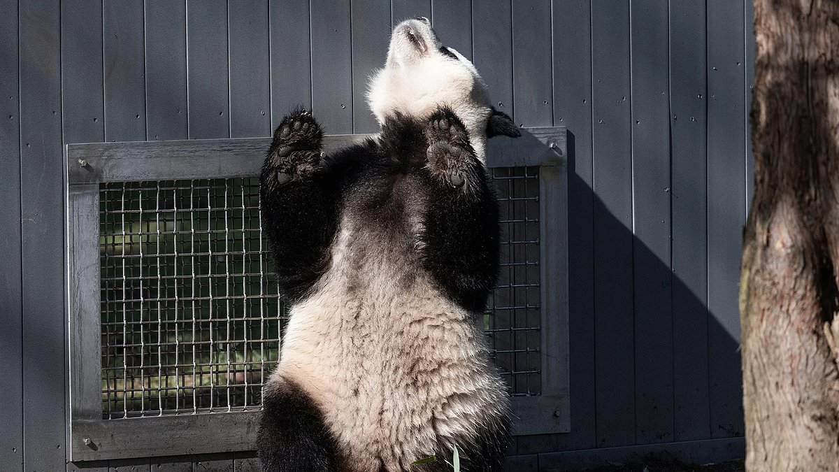 Pandas shipped from China to the US caught 'flirting' through a window in major milestone for the adorable species