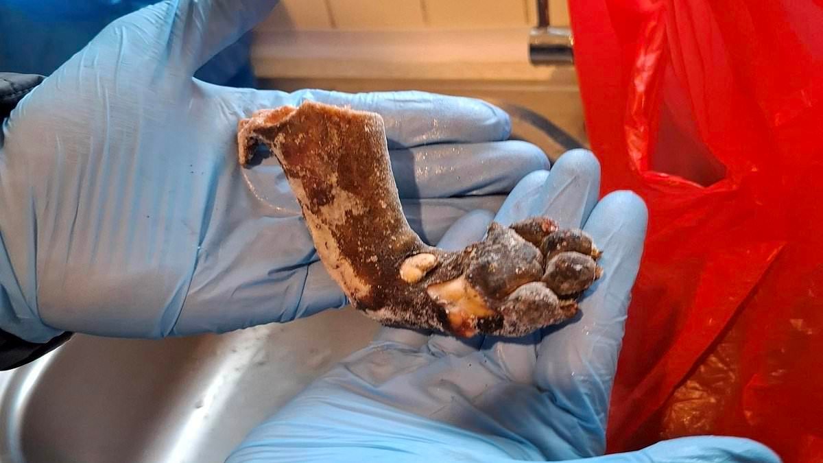 Haul of illegal bushmeat including rat and antelope is seized in Peckham as man is arrested