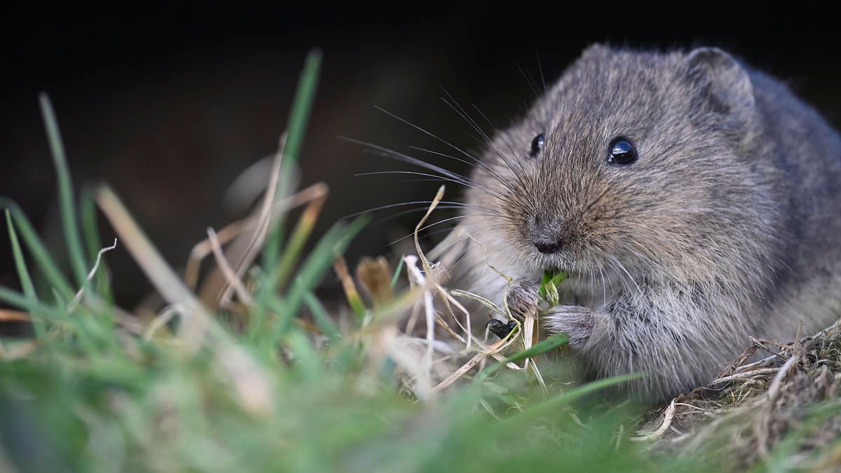 Native vole population is climbing on Orkney thanks to stoat eradication plan - with other species thriving too