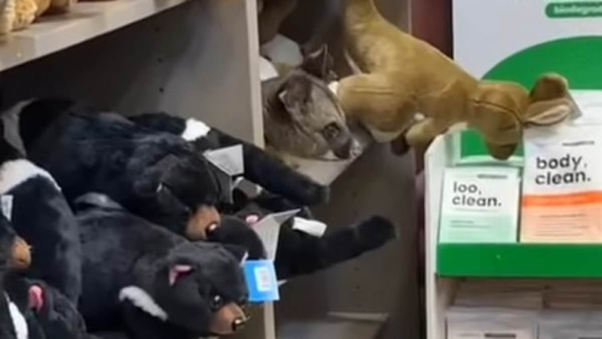 Is he for sale too? Real possum is spotted among the cuddly toys in airport gift shop