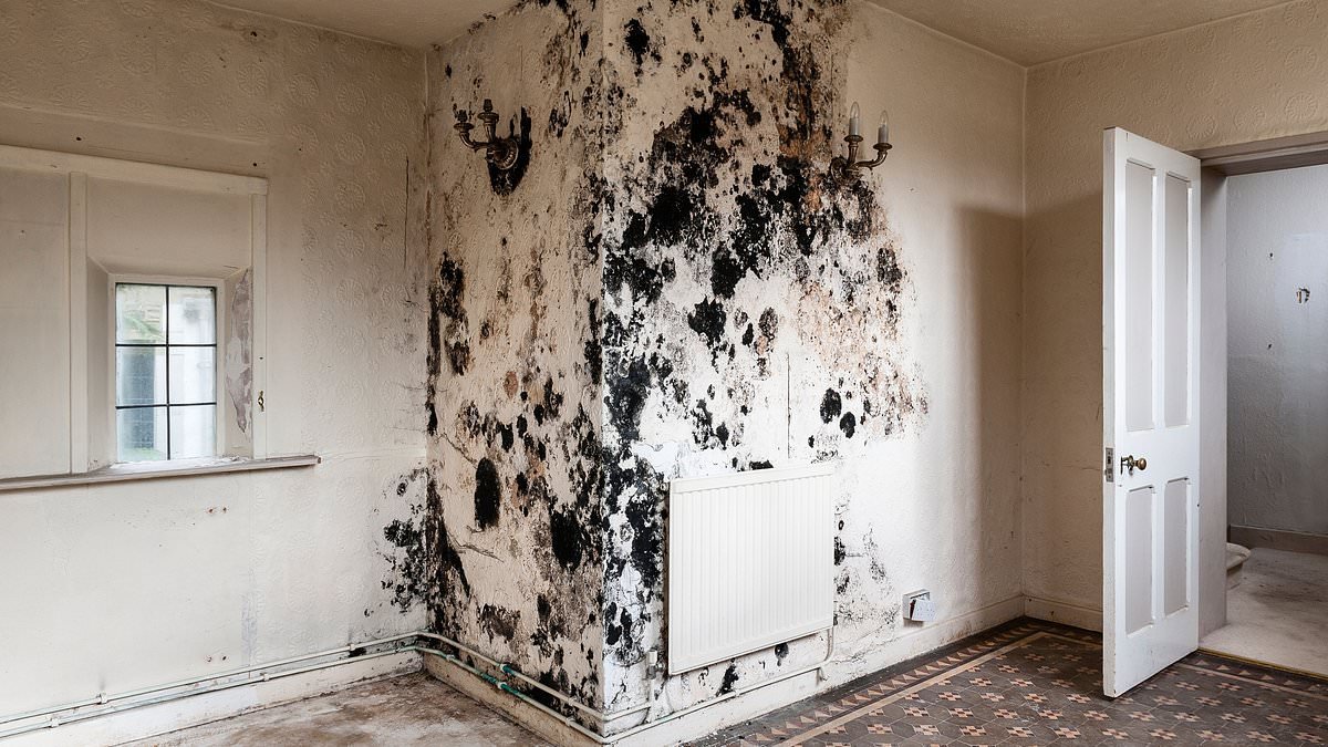 The locations in your home riddled with toxic mould - as new study confirms exposure as a child can cause serious lung issues all the way into adulthood