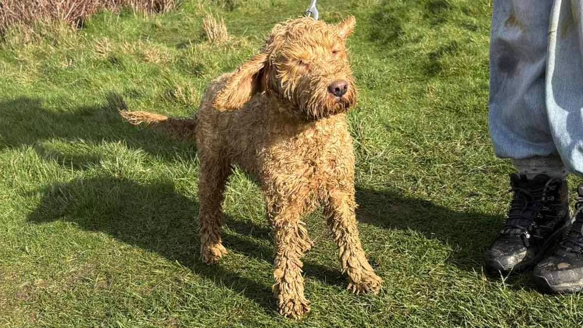 Luna the cockapoo is reunited with her owner after two-day, 40-person rescue mission when she fell down 500ft cliff