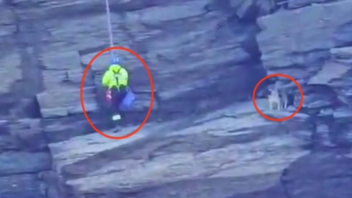 Moment pet spaniel is rescued from rock face after falling down 100ft cliff