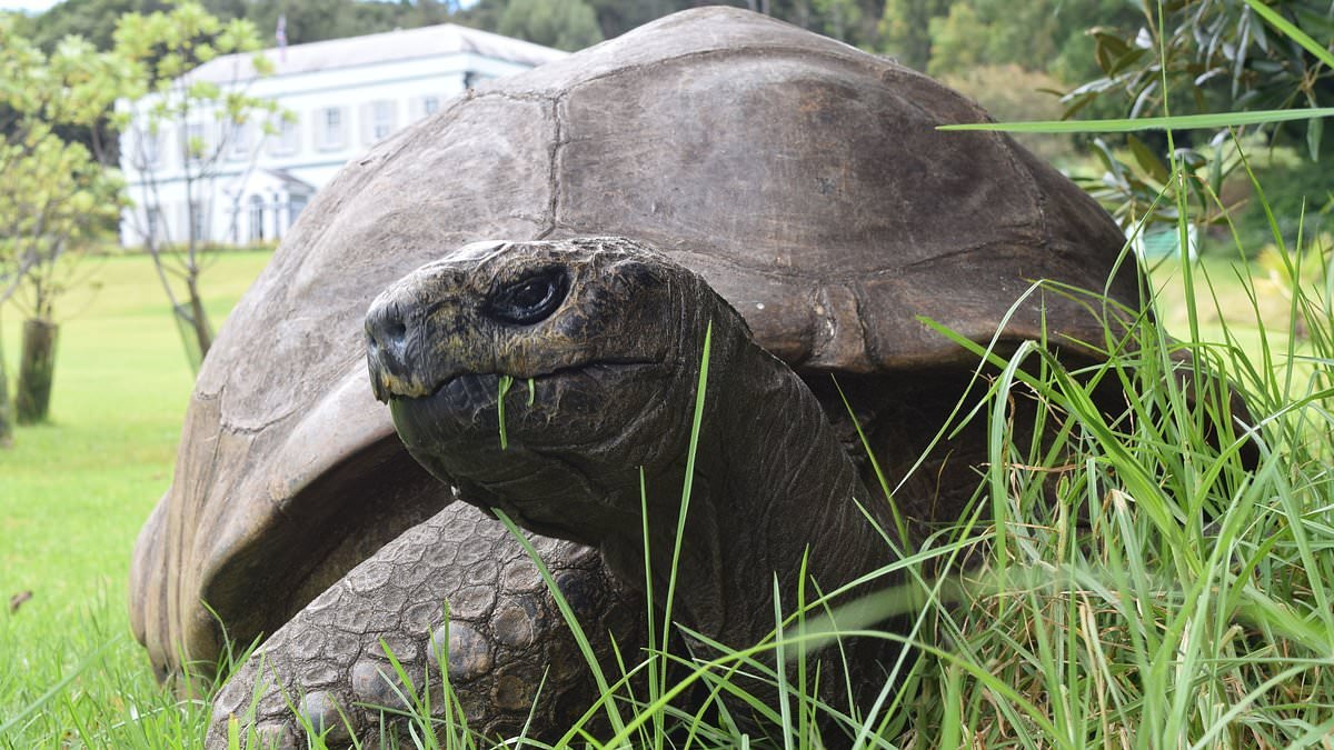 How Jonathan - the 193-year-old tortoise at the centre of a death hoax - was found sleeping under a tree as 'scammer was trying to con mourners for crypto donations'