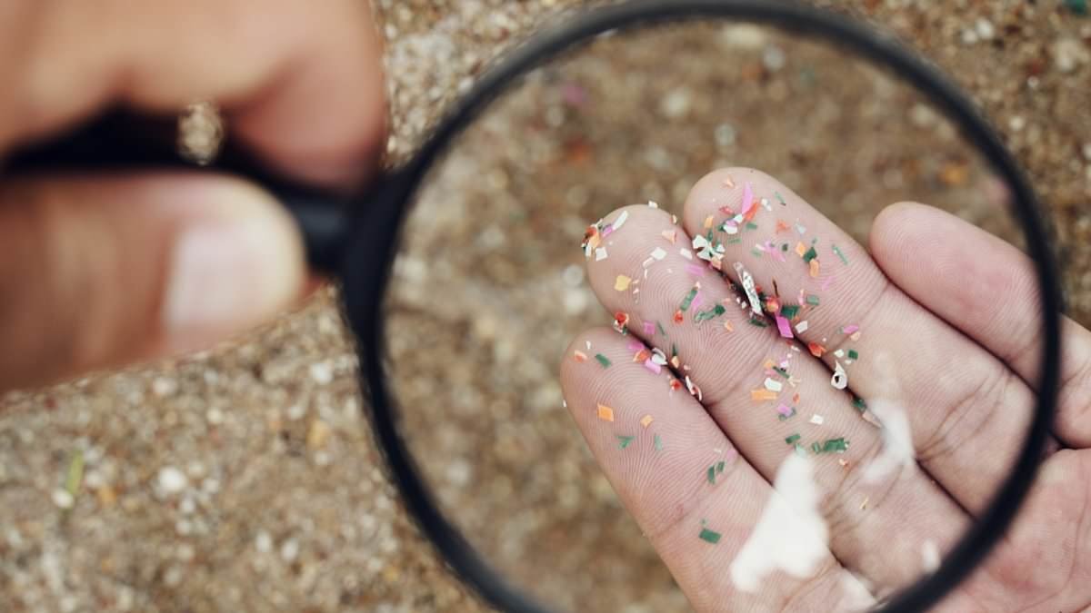 Large eyes, Mickey Mouse ears and bushy tails. It may sound adorable, but this is the pest - with a taste for internet cables - that is invading thousands of homes... and the sounds and smells you need to watch out for: FRED KELLY