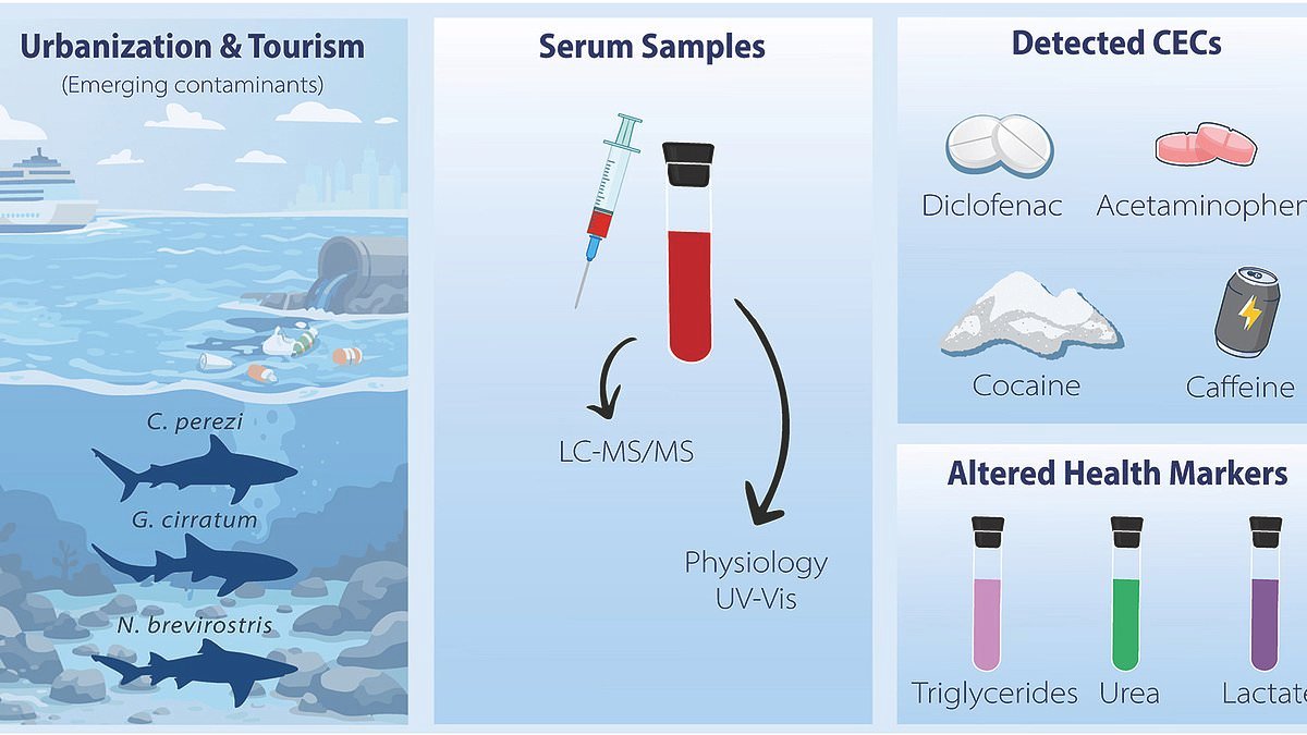 Sharks high on COCAINE are marauding the seas around the Bahamas after biting into packets that fell into the water, study finds