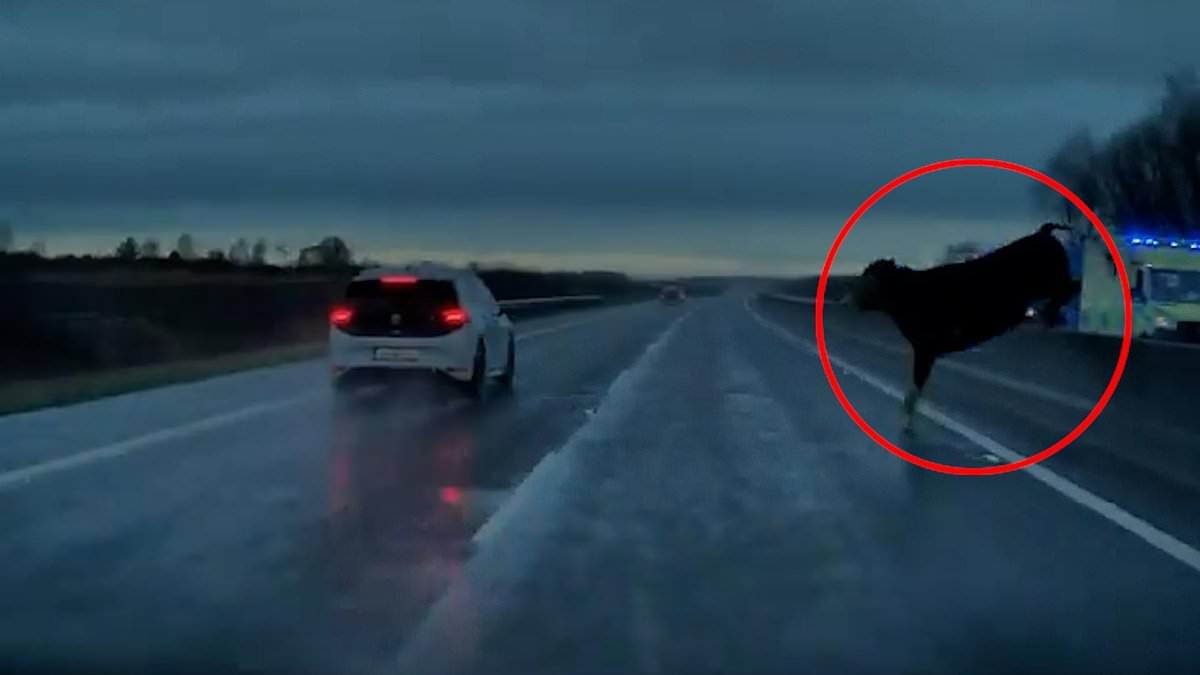 MOO‑VE IT! Moment quick-thinking driver narrowly avoids runaway cow on motorway