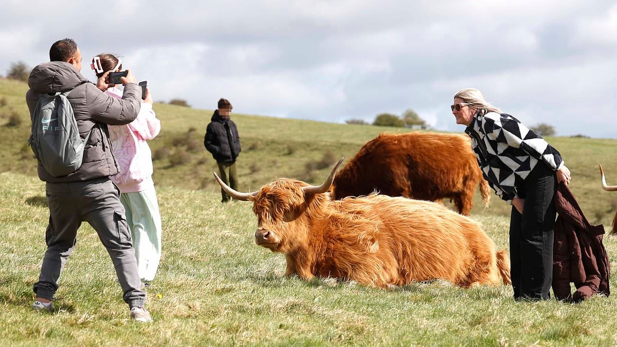 Selfie-loving tourists defy warnings to stay away from viral Highland cows as they pose for photos at Hampshire beauty spot