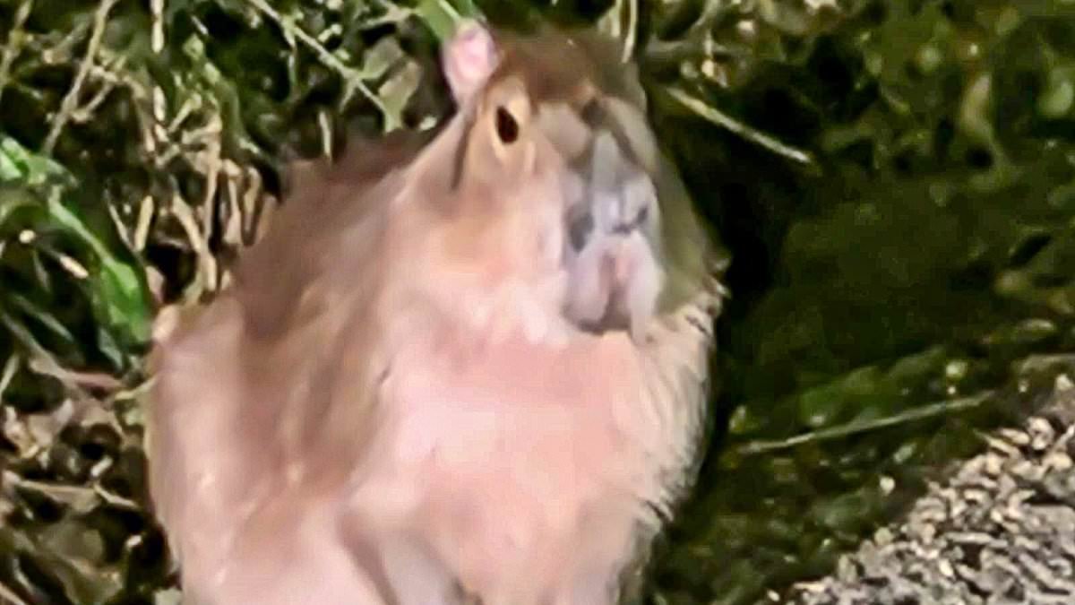 Zookeepers come up with tasty plan to lure escaped capybara back into its enclosure after nine days on the run