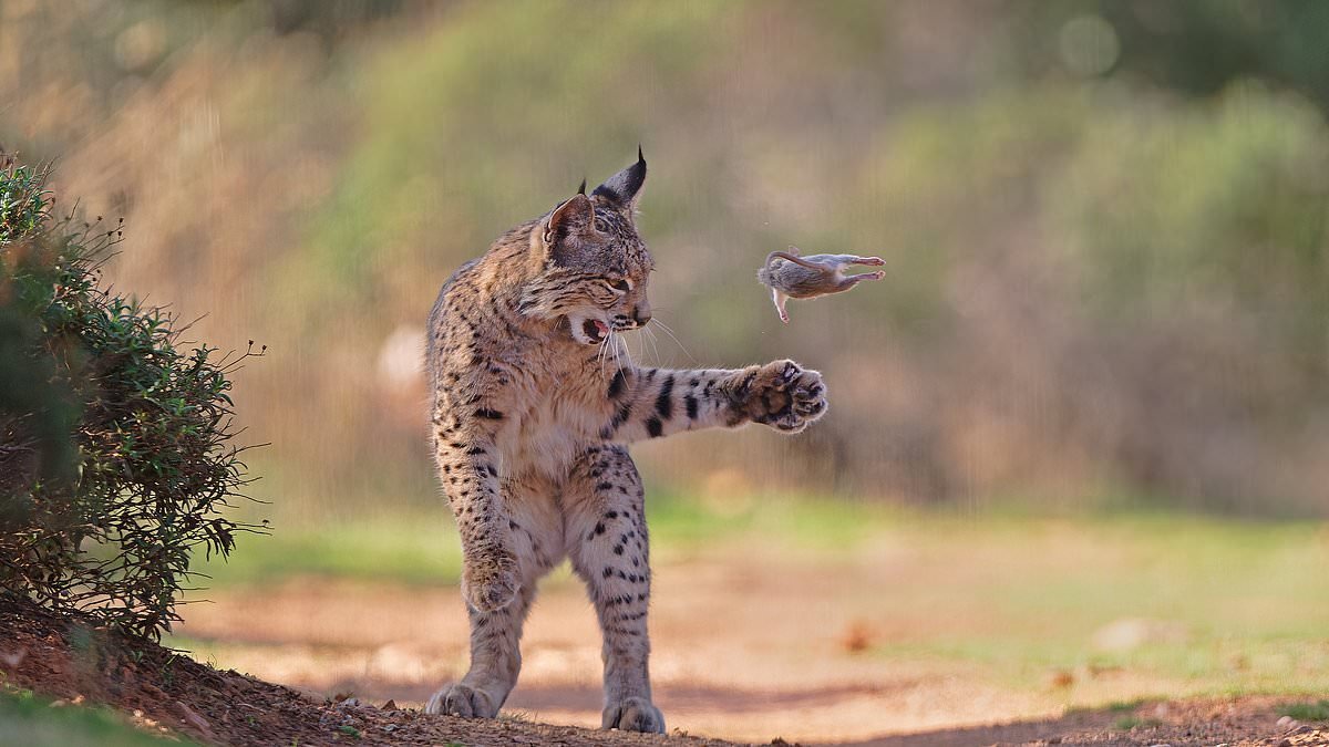 Don't play with your food! Stunning photo of lynx messing around with rodent before eating it wins public vote in Wildlife Photographer of the Year awards